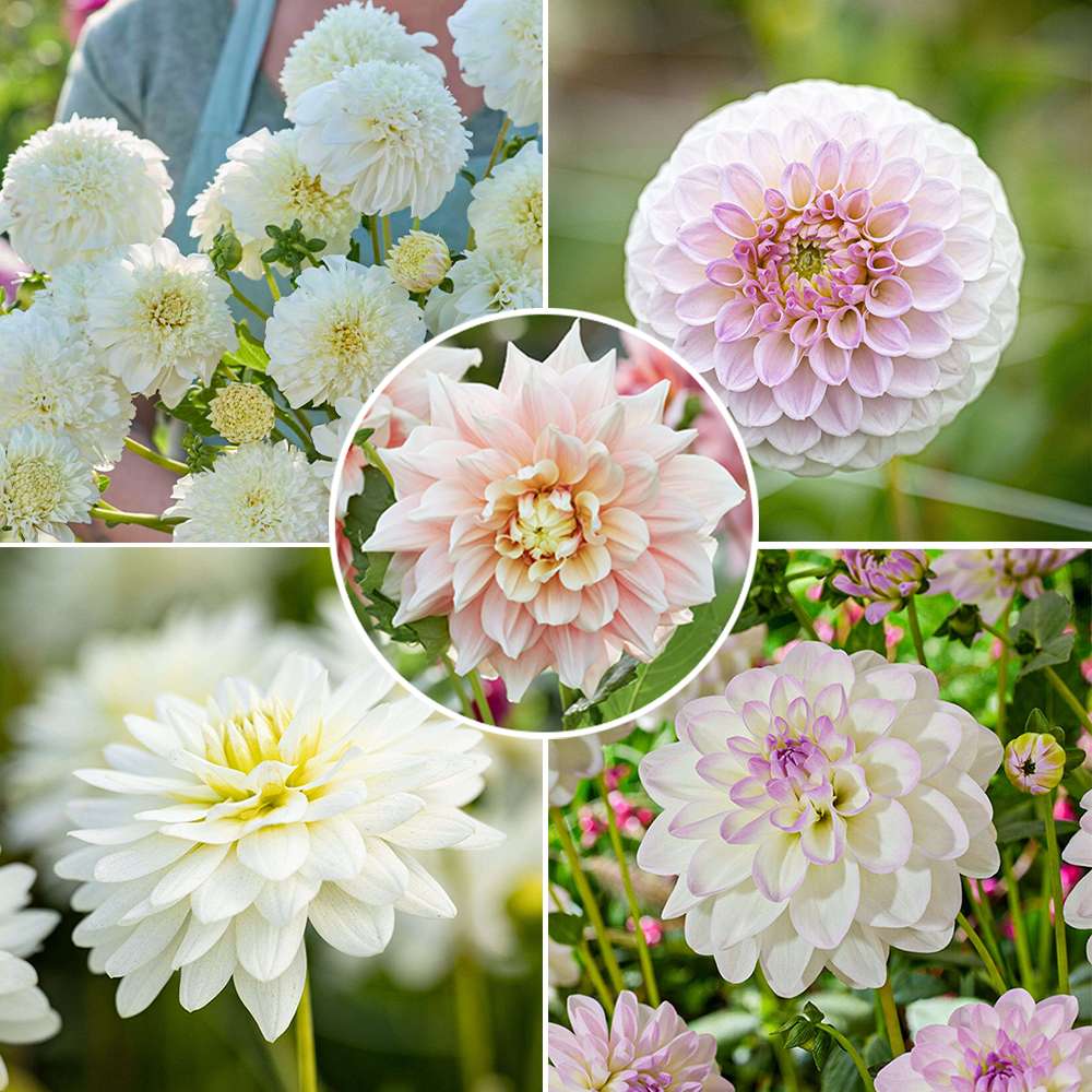 Dahliamix 'White Favorites'